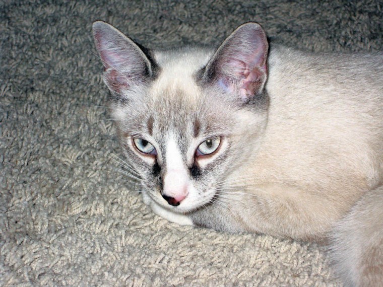 Someone to love: Chandler